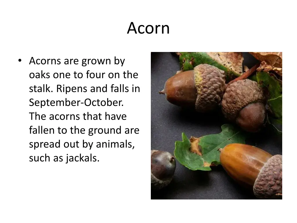 acorn 1