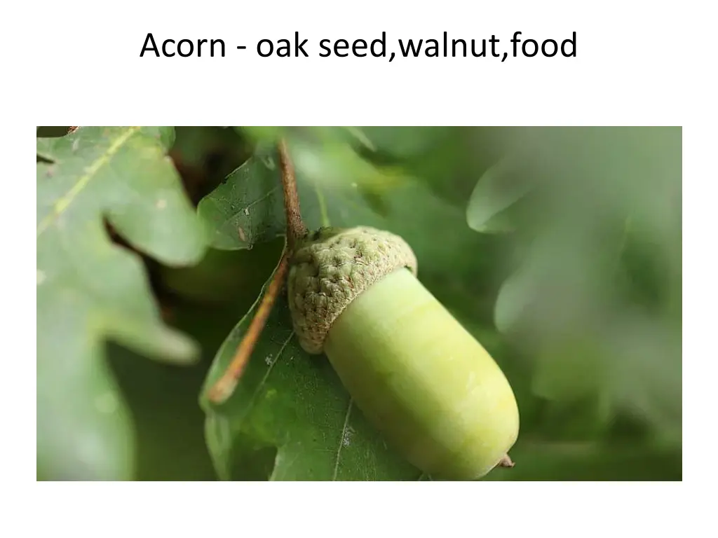 acorn oak seed walnut food