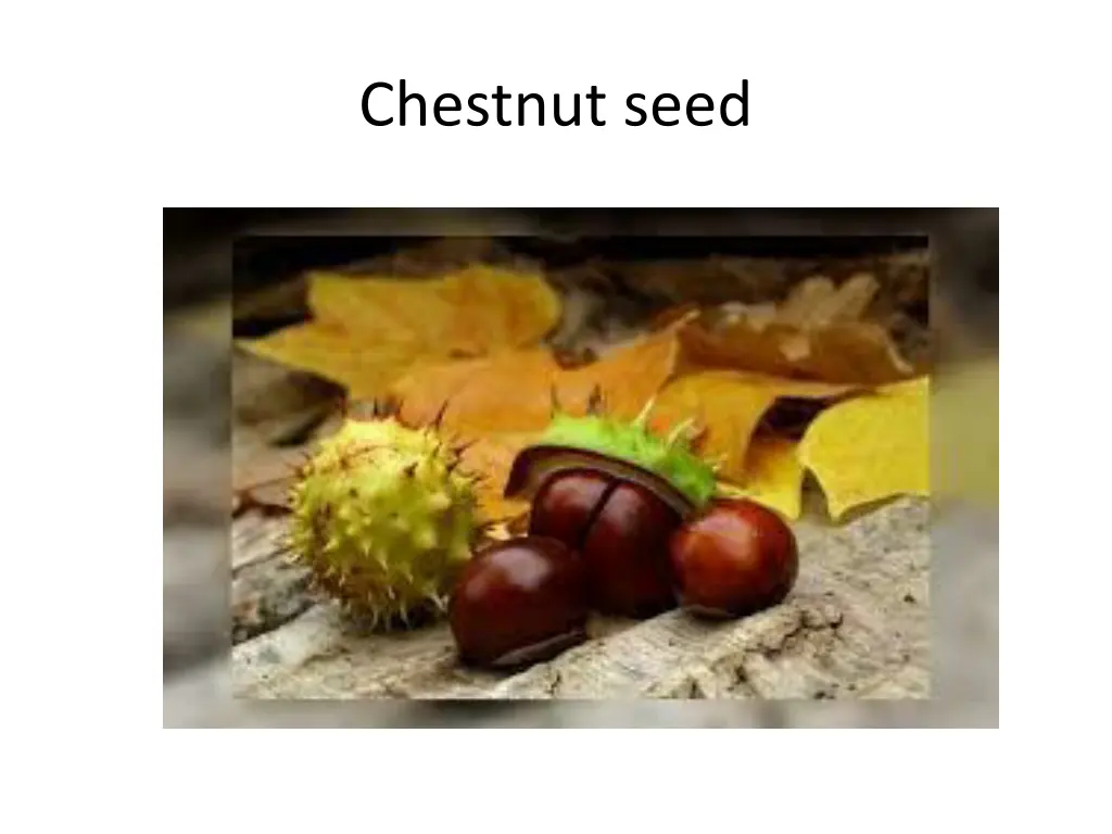 chestnut seed