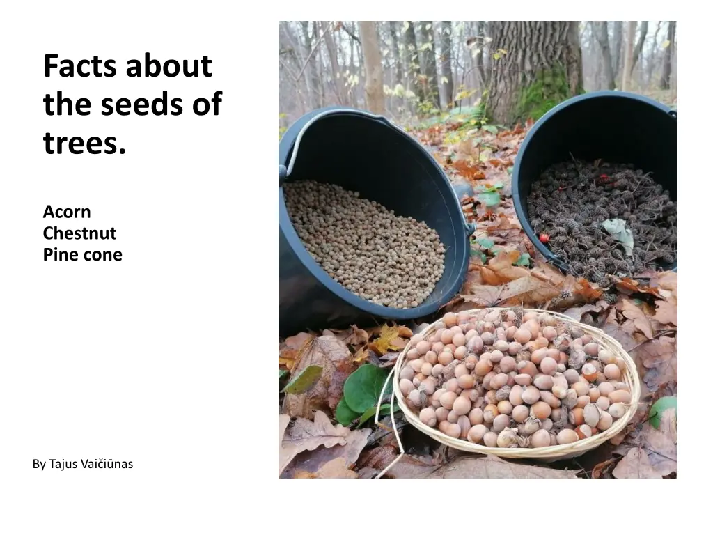 facts about the seeds of trees