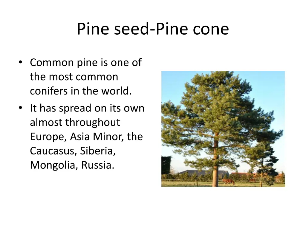 pine seed pine cone 1