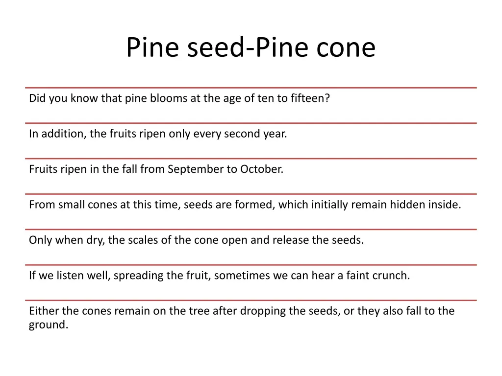 pine seed pine cone 2
