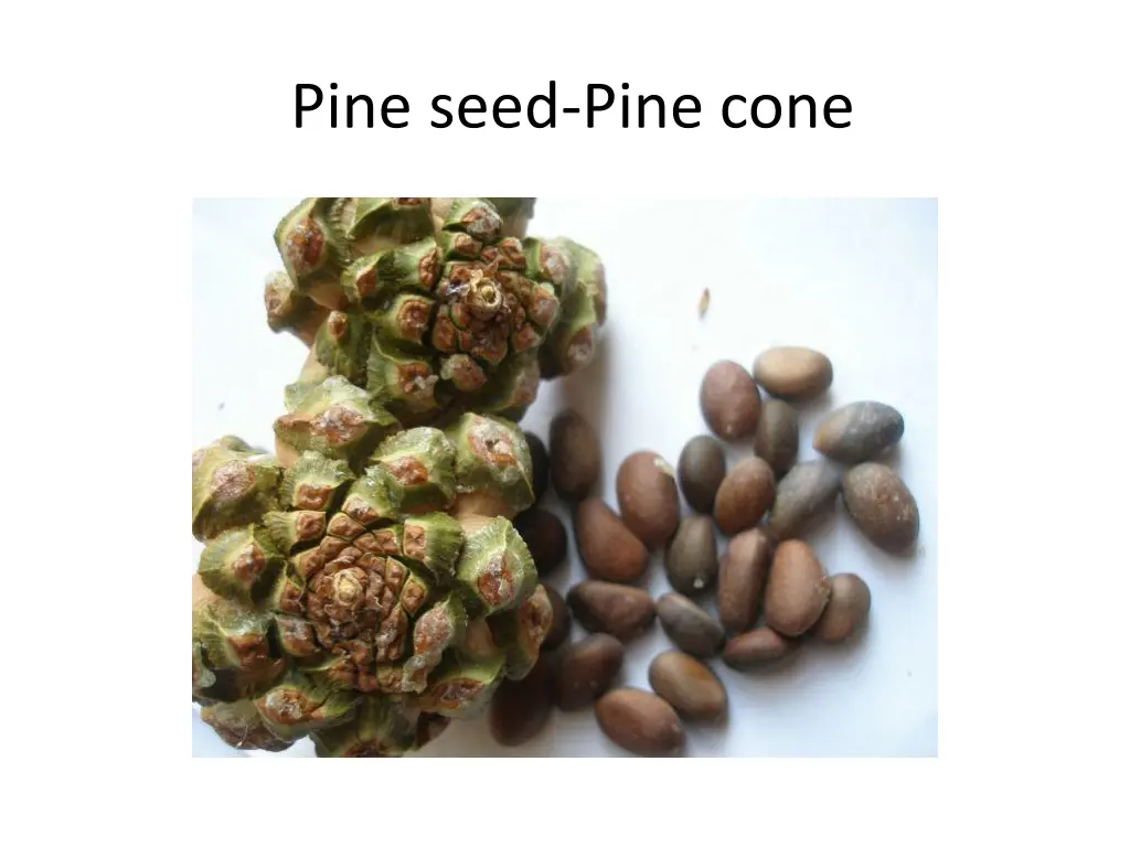 pine seed pine cone