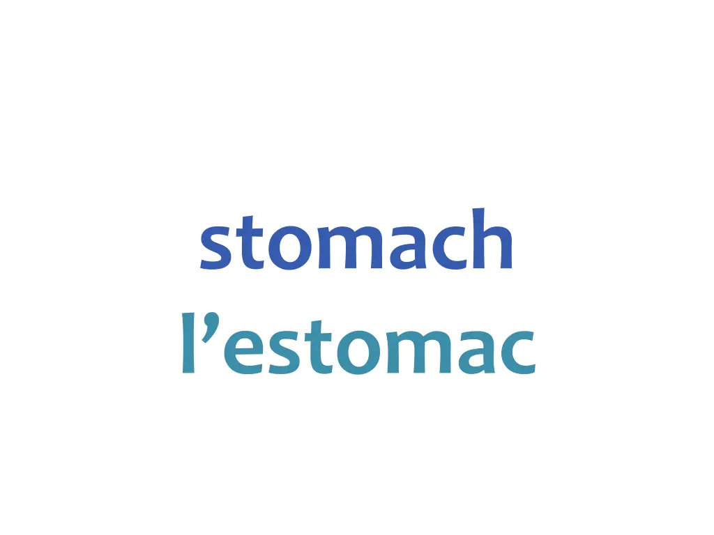 stomach l estomac