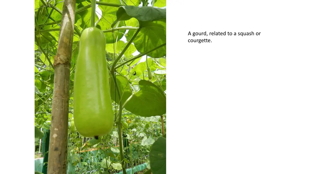 a gourd related to a squash or courgette