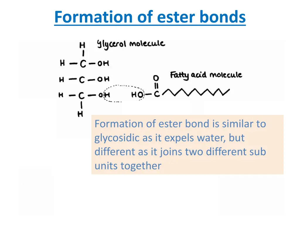 formation of ester bonds