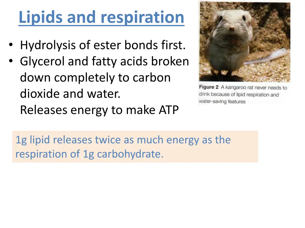 lipids and respiration