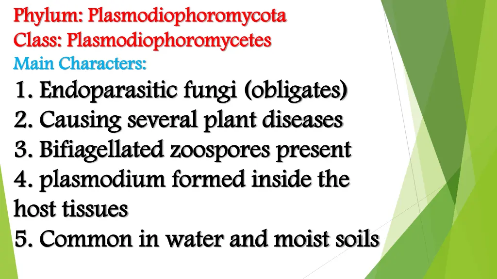 phylum phylum plasmodiophoromycota