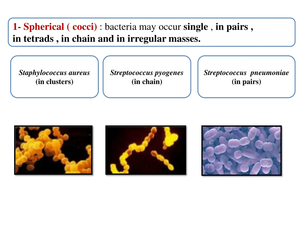 1 spherical cocci bacteria may occur single