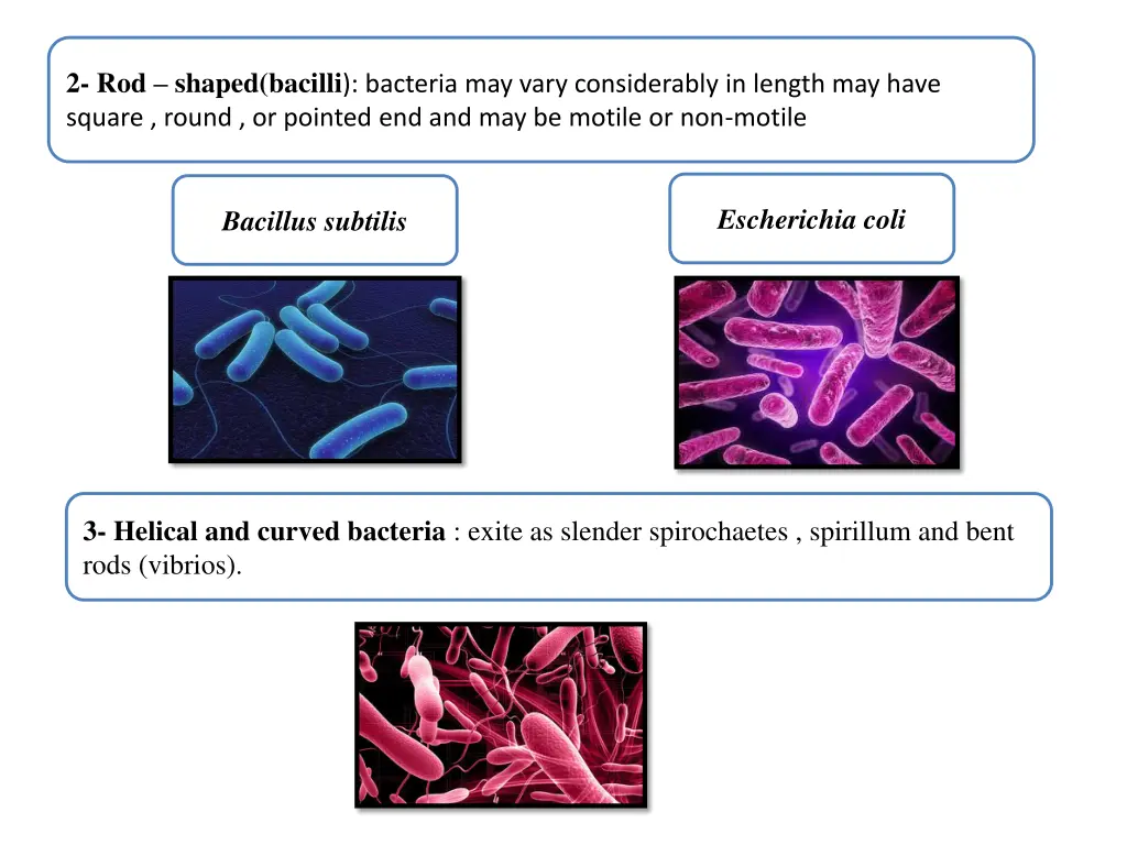 2 rod shaped bacilli bacteria may vary