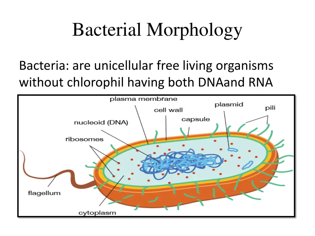bacterial morphology
