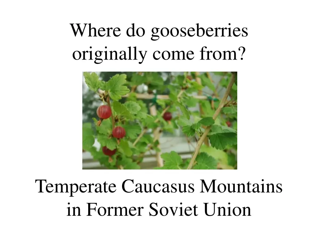 where do gooseberries originally come from