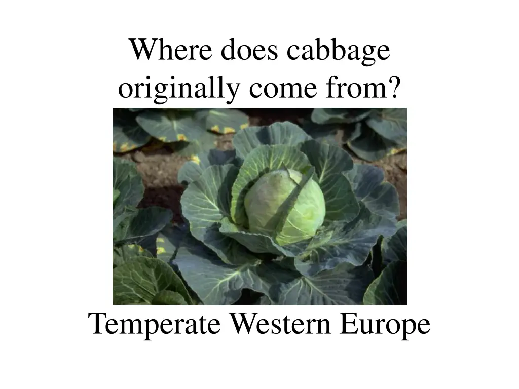 where does cabbage originally come from