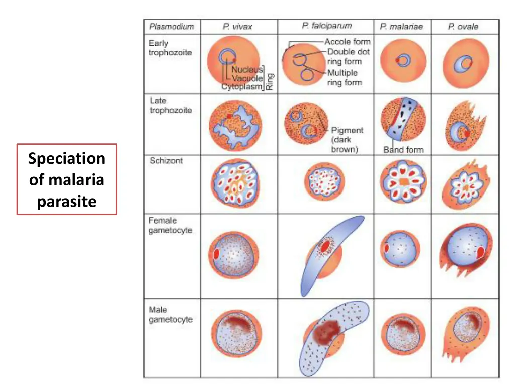speciation of malaria parasite