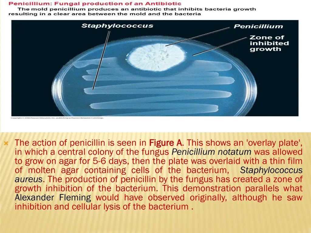 the action of penicillin is seen in figure