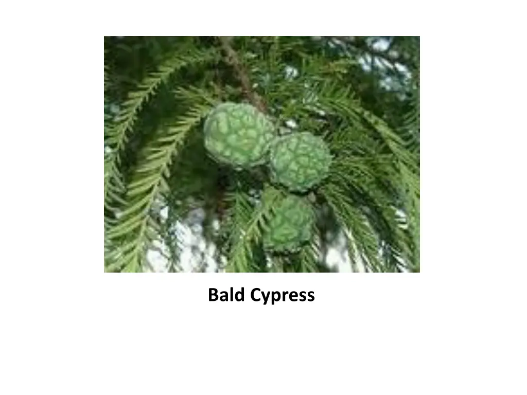 bald cypress