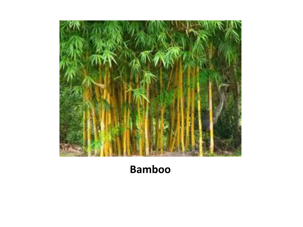 bamboo