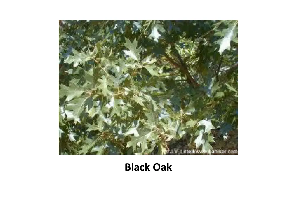 black oak