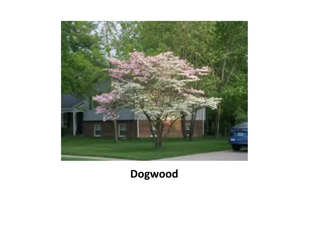 dogwood