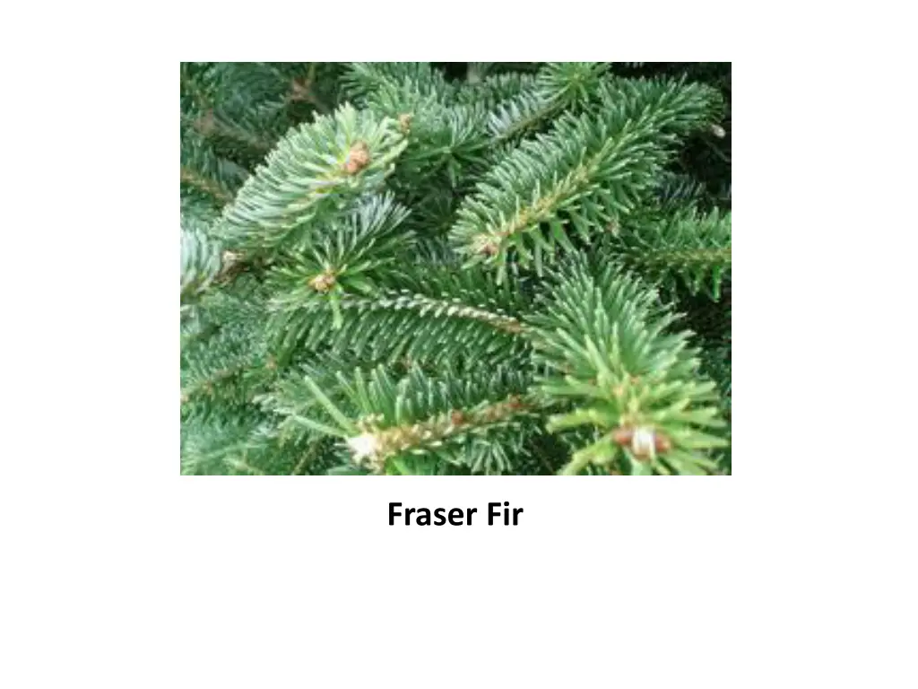 fraser fir