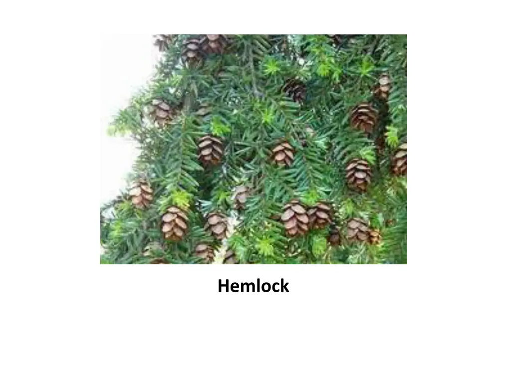 hemlock