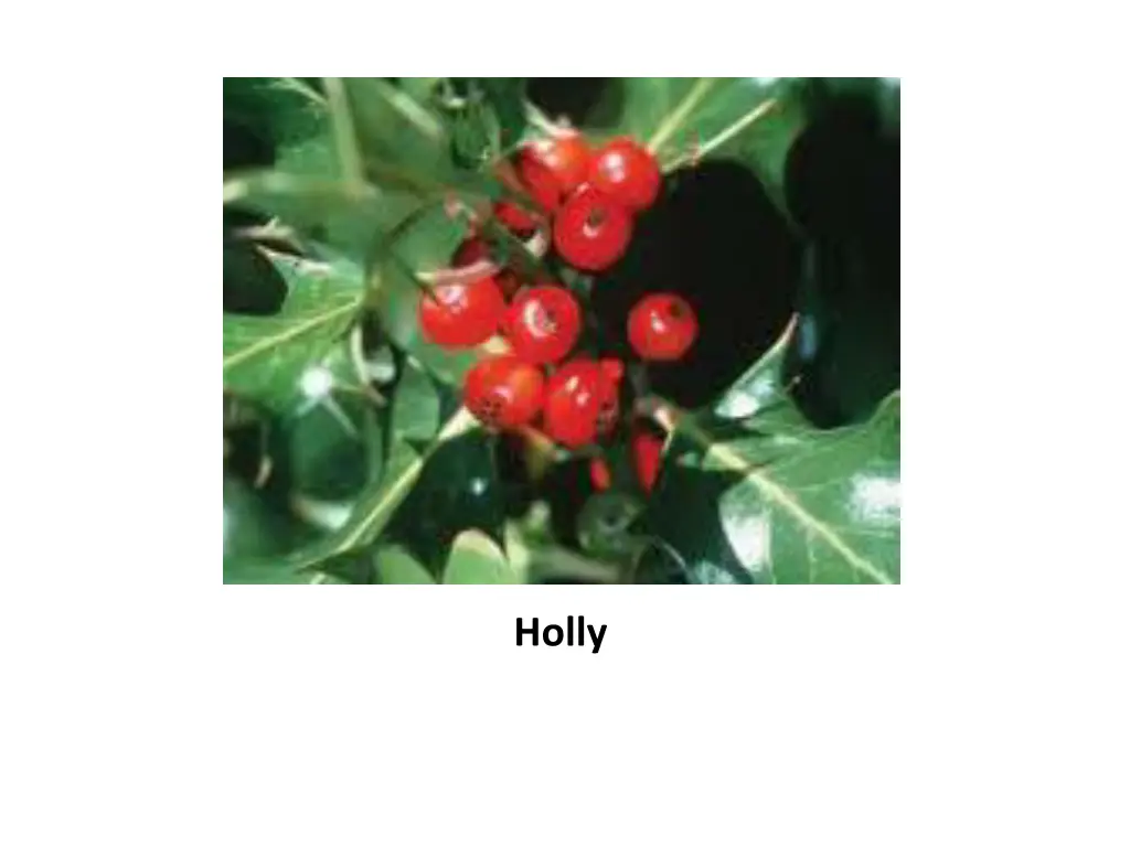 holly