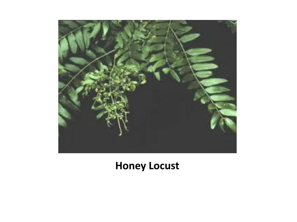 honey locust