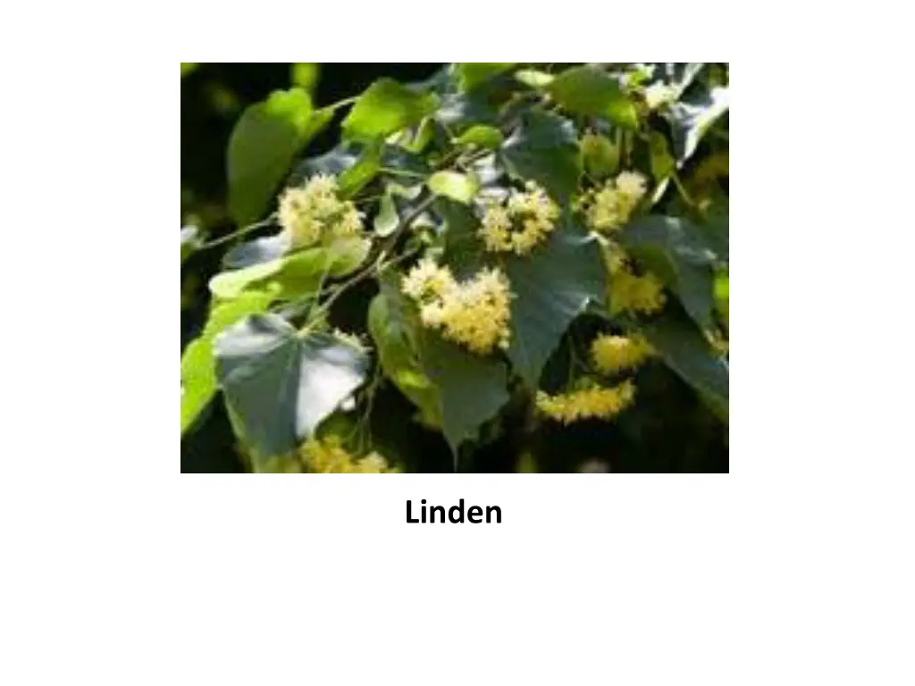 linden