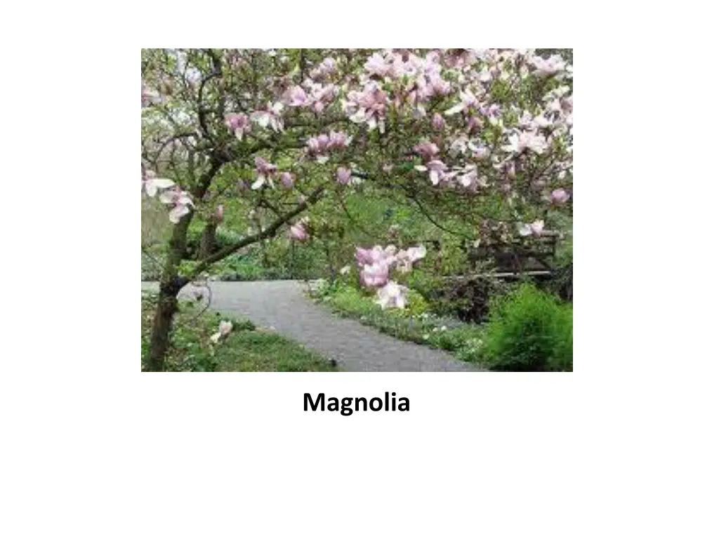 magnolia