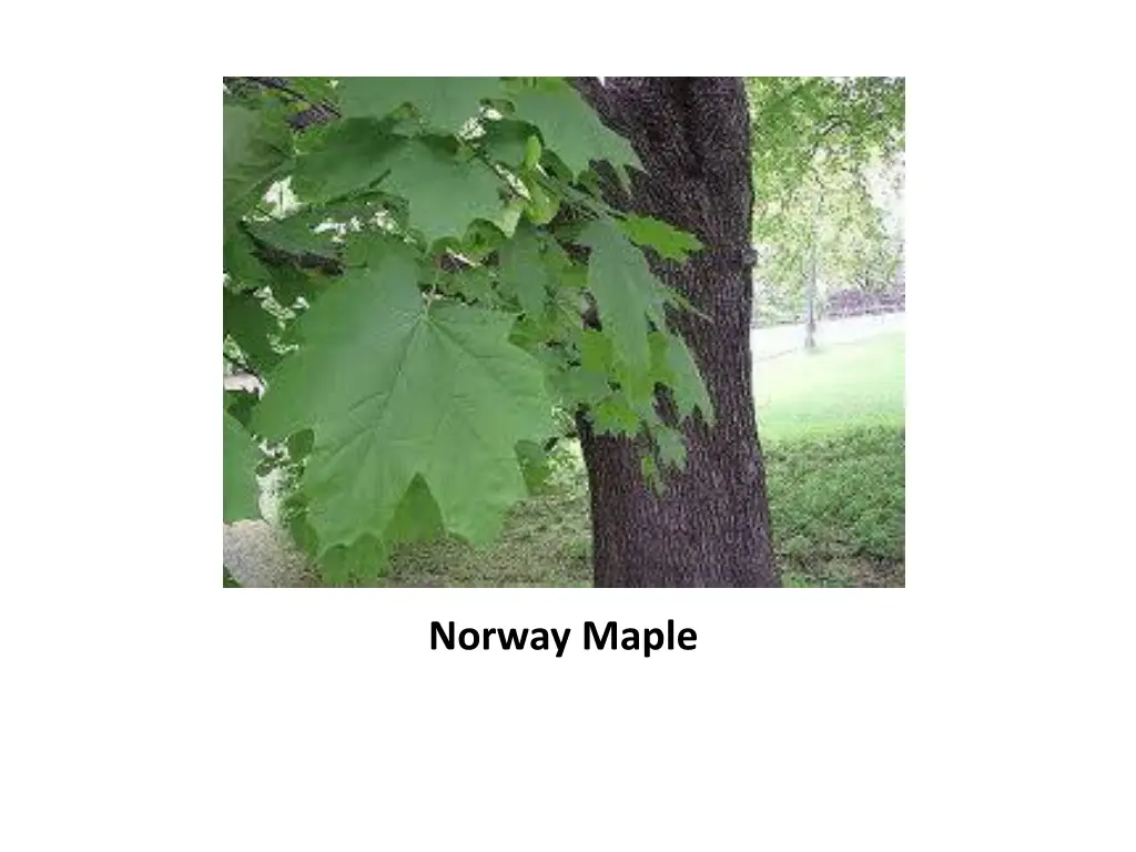 norway maple