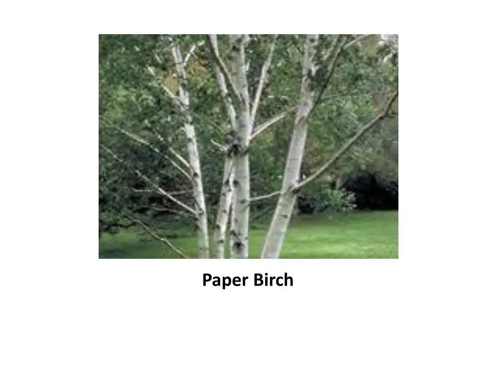 paper birch