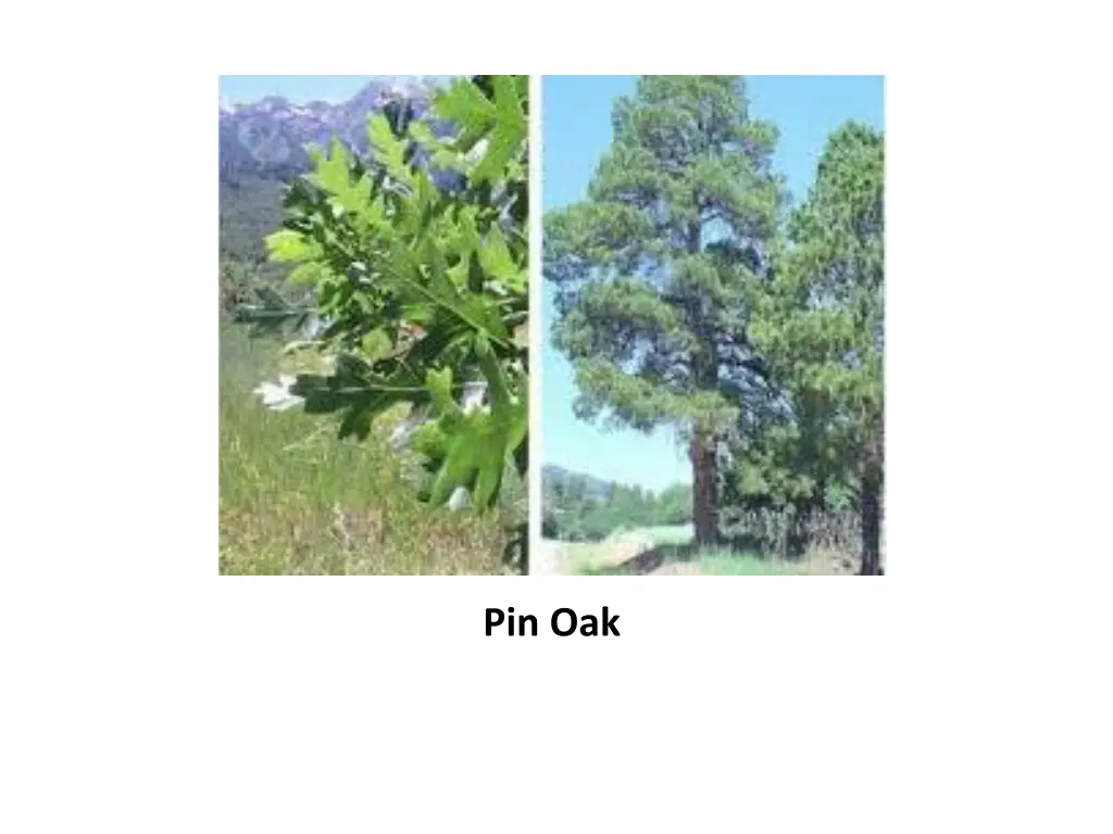 pin oak