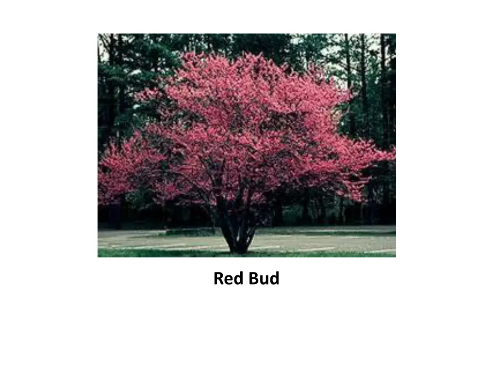 red bud