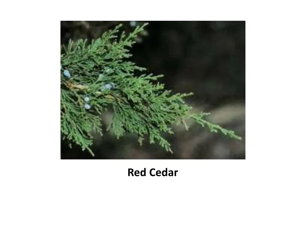 red cedar