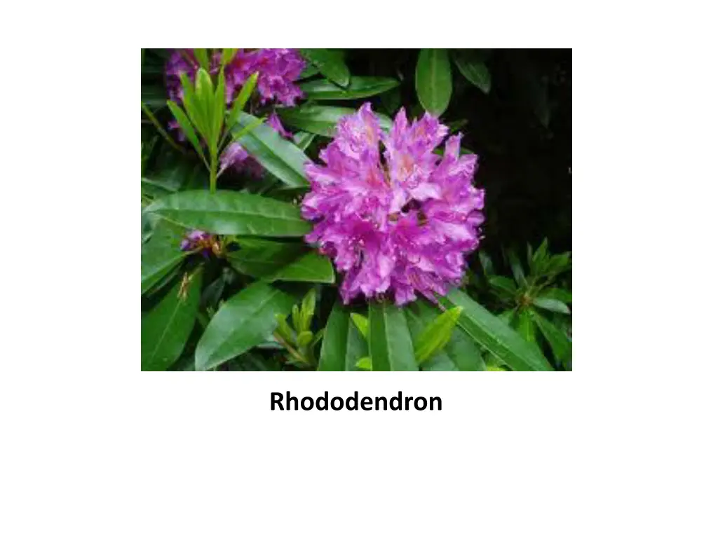 rhododendron