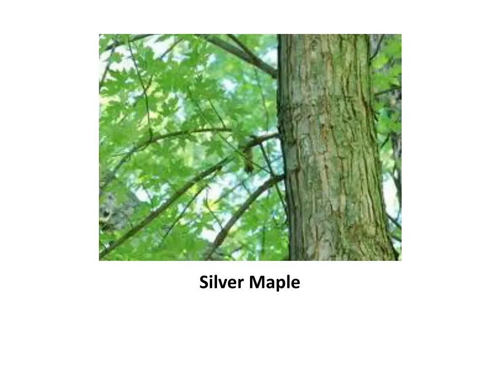 silver maple