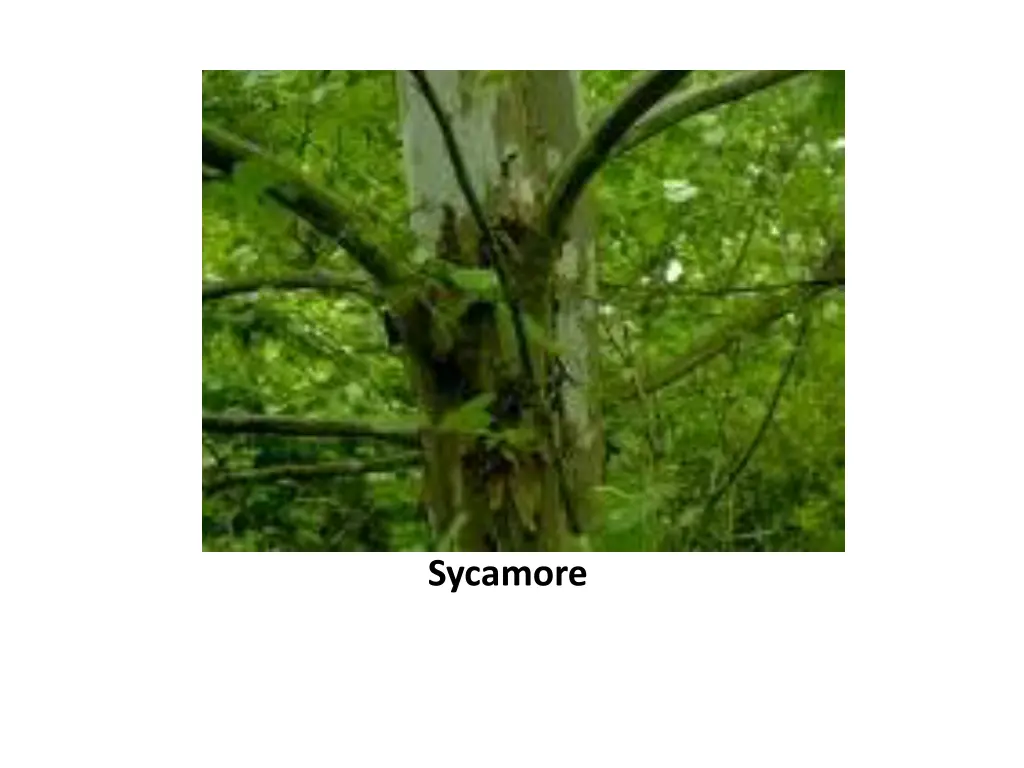 sycamore