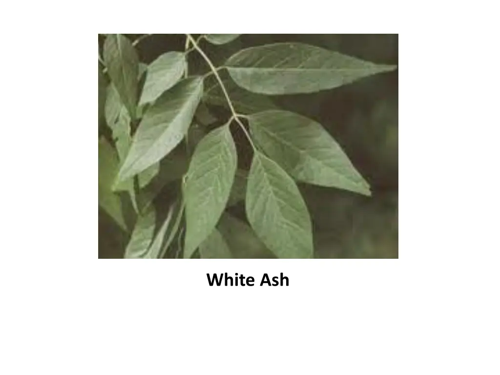 white ash