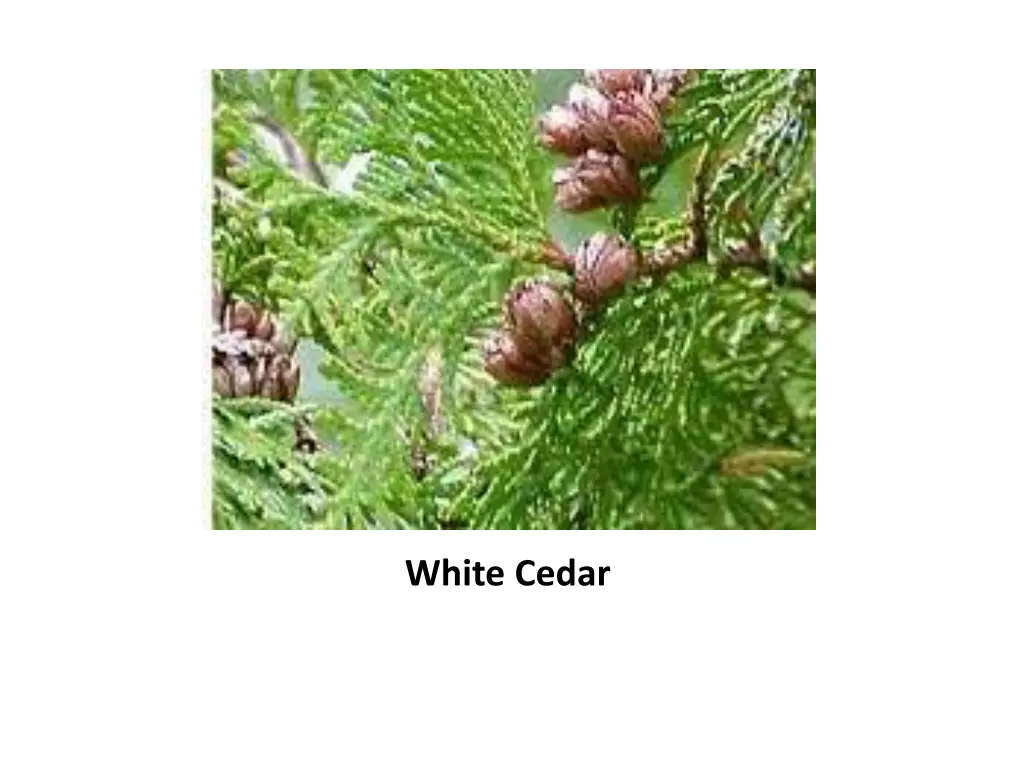 white cedar