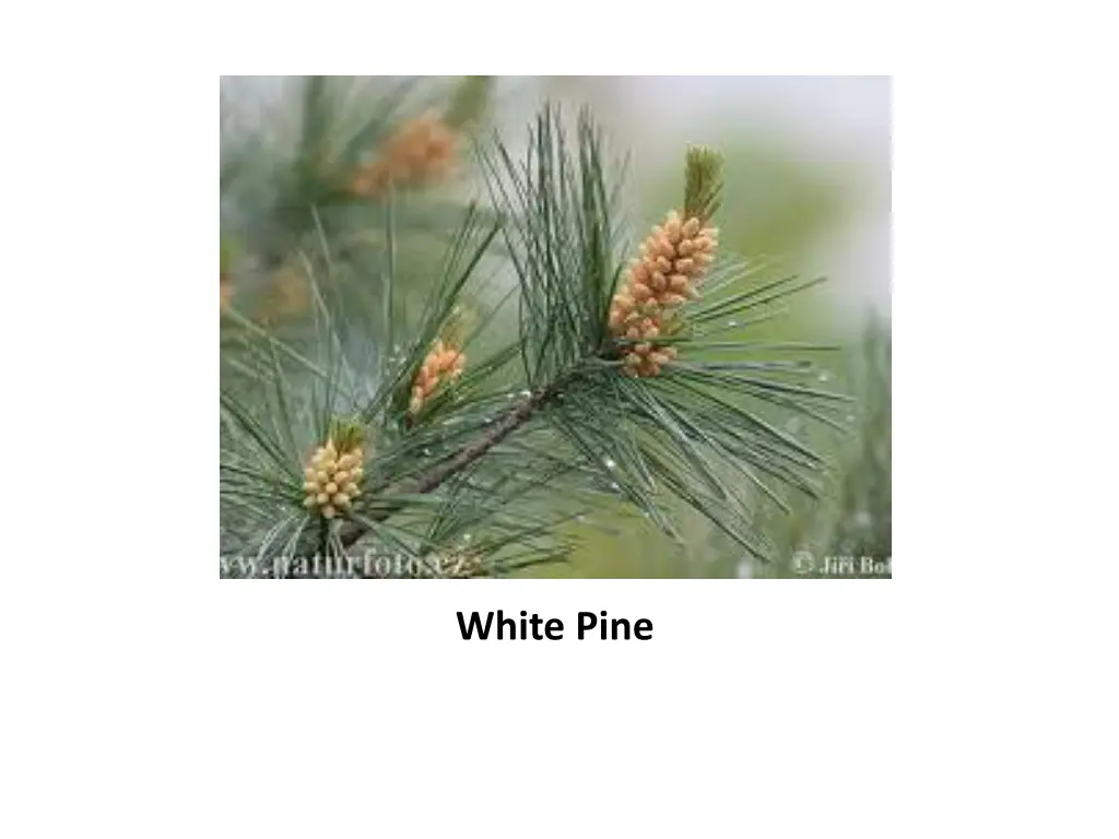 white pine