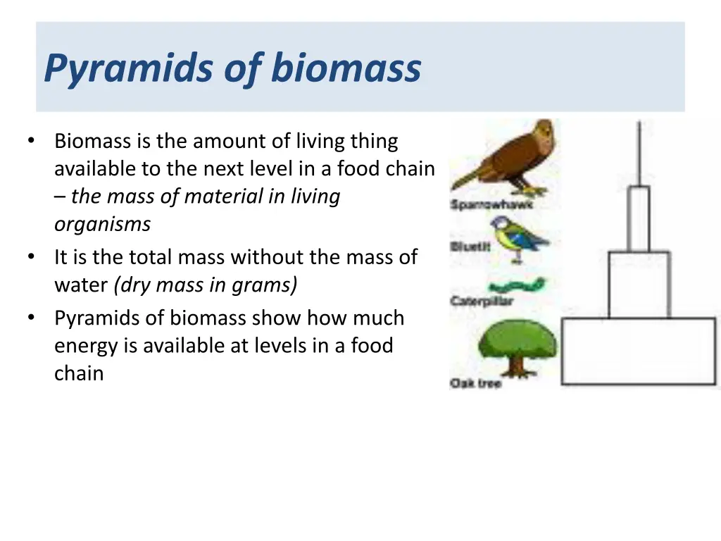 pyramids of biomass
