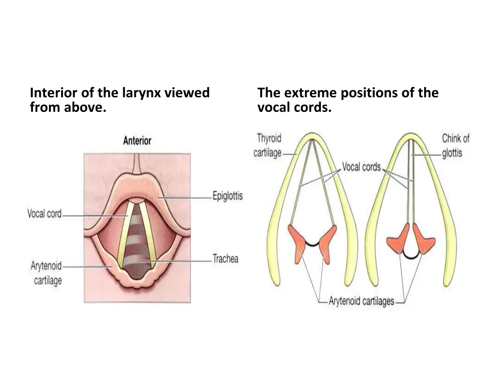 interior of the larynx viewed from above