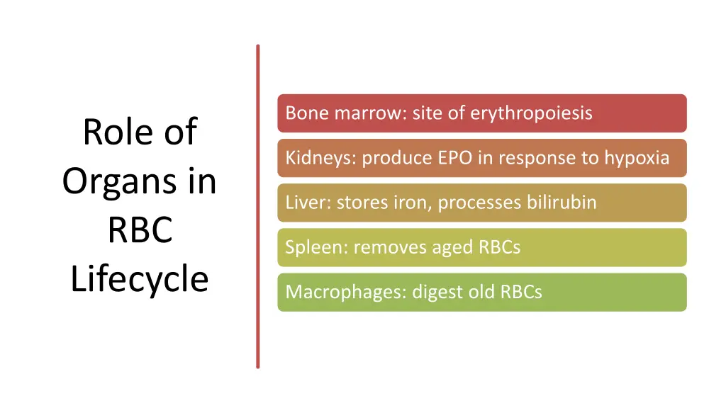 bone marrow site of erythropoiesis
