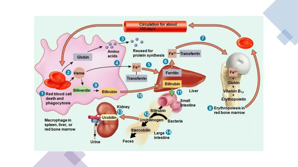 slide11
