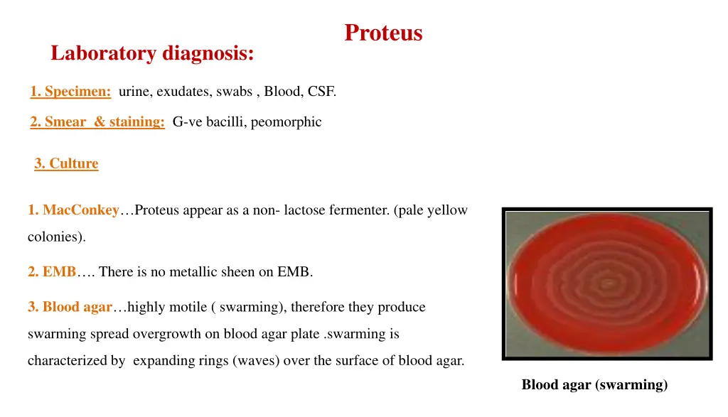 proteus 1