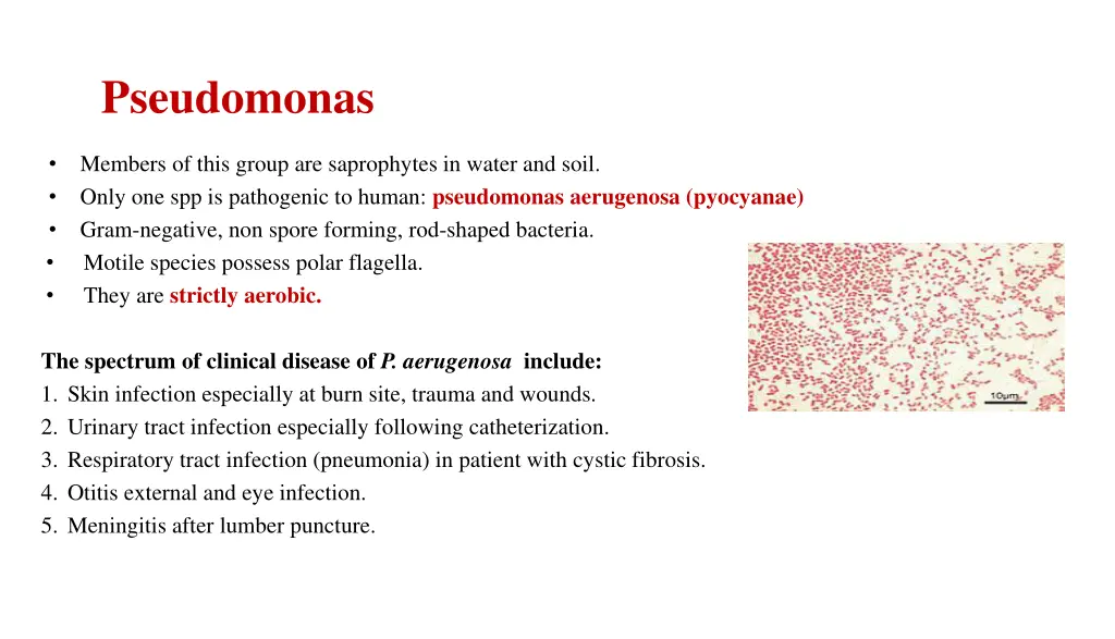 pseudomonas