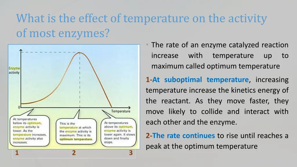 what is the effect of temperature on the activity