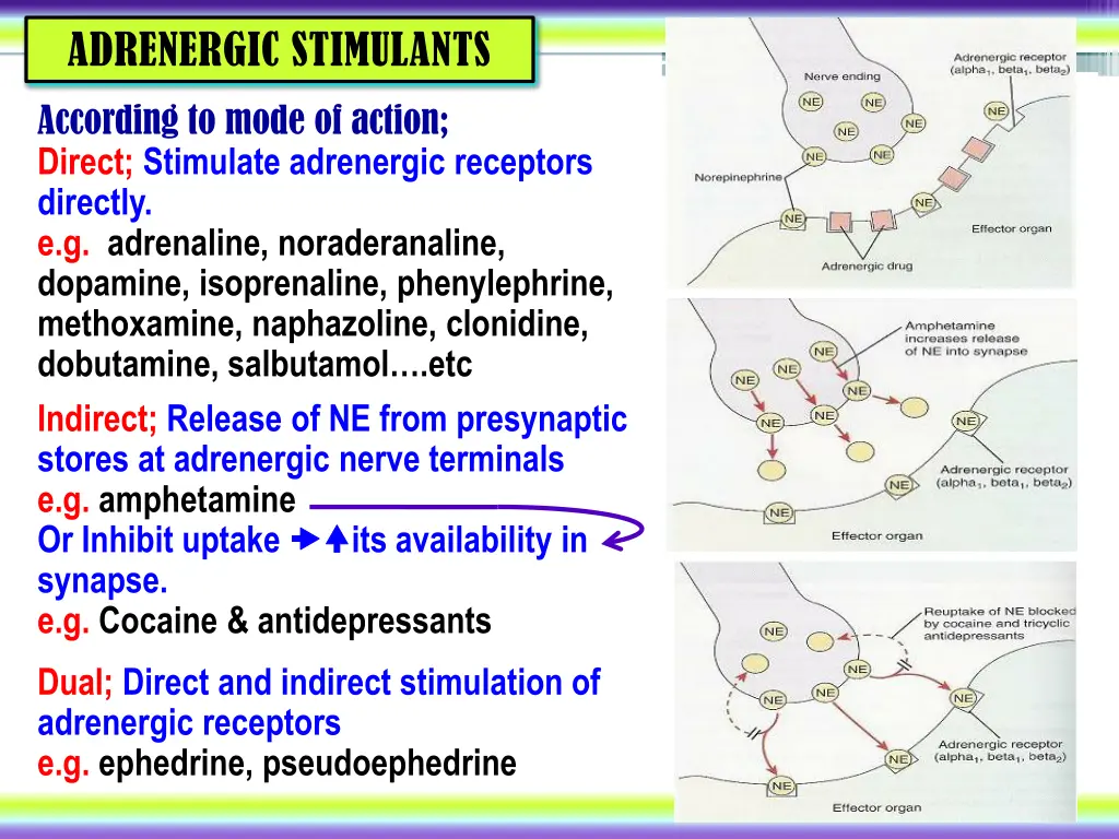 adrenergic stimulants 1