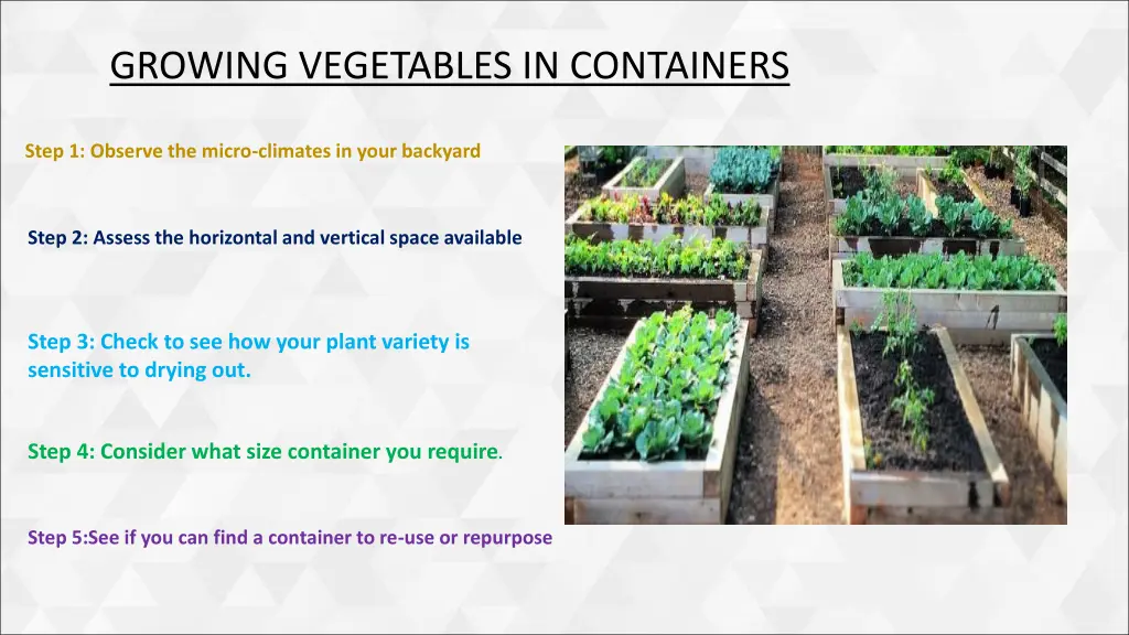 growing vegetables in containers