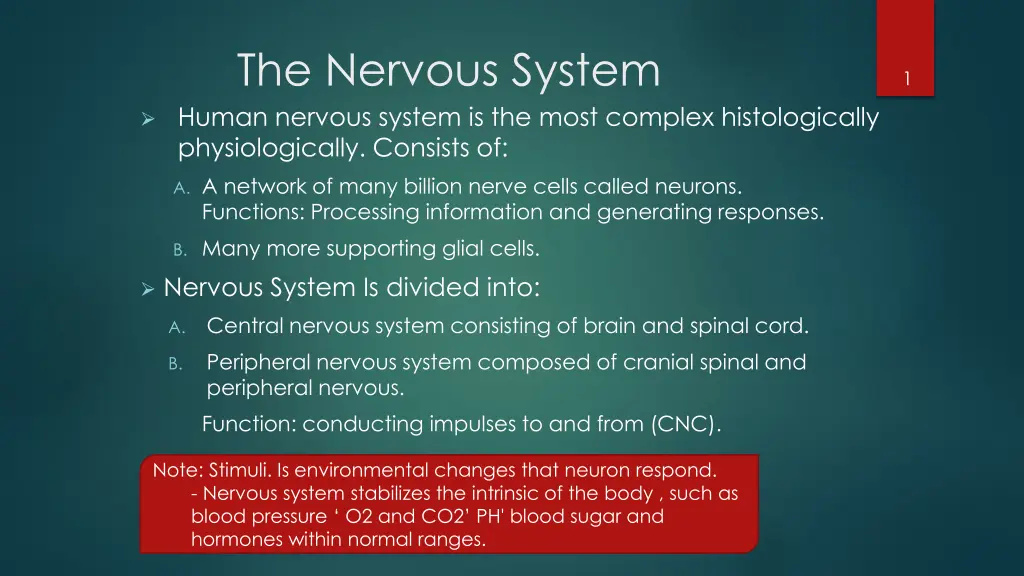 the nervous system human nervous system